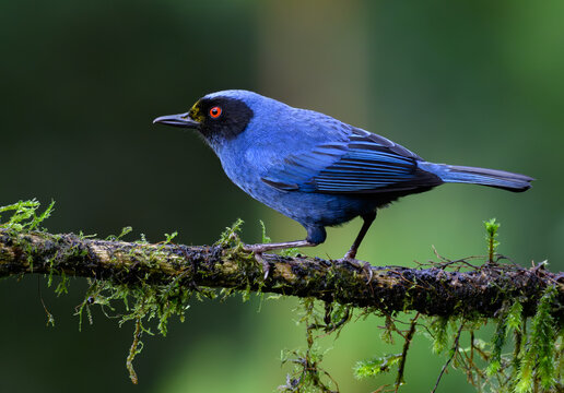 Beautiful Masked Flowerpiercer Perched on branch