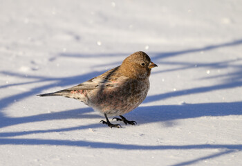A Brown-capped Rosy Finch Foraging for Food