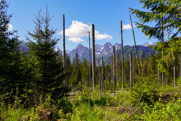 Tatras Mountains , forest panorama