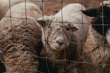 A one-eyed sheep at a rescue farm in Florida.