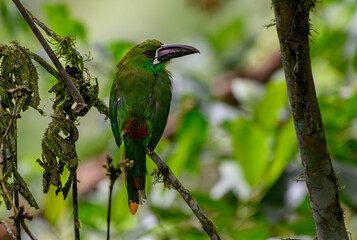 A Crimson-rumped Toucanet Perched on a Tree Branch in the Mindo Cloud Forest of Ecuador