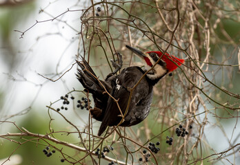 Pileated Woodpecker Intertwined with a Bush