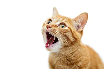 Foto op Plexiglas close up orange cat surprised with mouth open isolated on white background © Rangga Bimantara