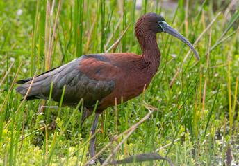 Glossy Ibis in a Florida Wetlands