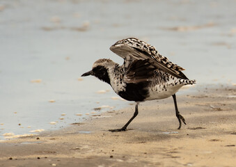 Black-bellied Plover in Preflight