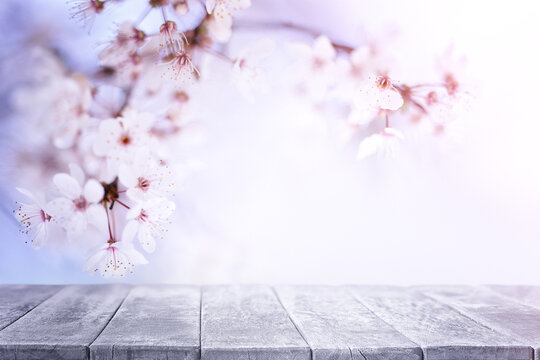 Spring background with pink branches border and empty wooden table. Natural backdrop. Spring background. Empty wooden table top and tree blossom