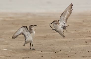 Least Sandpipers Attacking Each Other