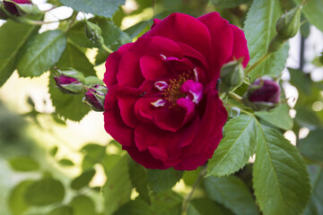 Obraz premium blooming red rose on a branch with green leaves and buds