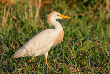 Obraz premium Cattle Egret in a Grassy Coastline