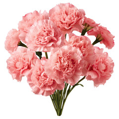 Bouquet of pink carnations isolated on transparent background
