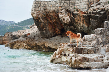 A Shiba Inu stands proudly on rocky steps by the sea, exploring the rugged coastal terrain. Pet in...