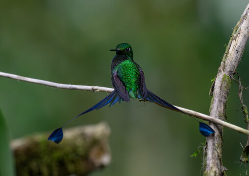 The Brilliant White-booted racket-tail in Flight