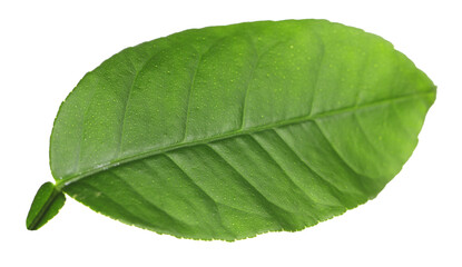 Obraz premium Green leaf of lemon tree isolated on white