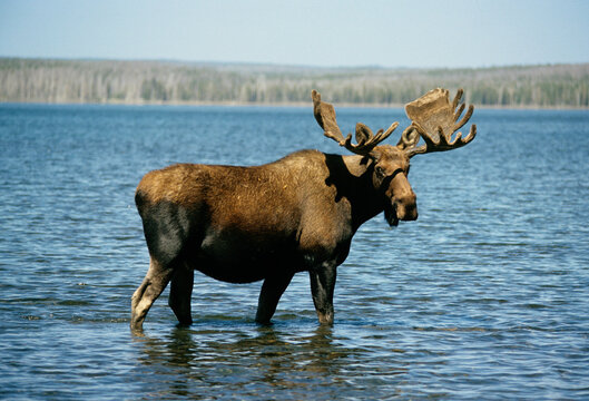 Elan d'Amerique, Orignal, Alces alces, Parc national du Yellowstone,  U.S.A
