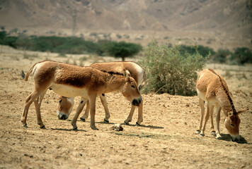 Naklejka premium Ane sauvage de Somalie, Equus africanus somaliensis, Afar