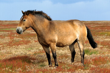 Cheval, Iles Falkland, Malouines