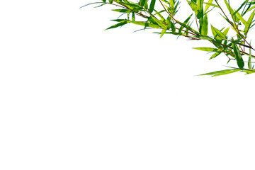 Green bamboo leaf frame isolated on white background. (blurred or blurry)