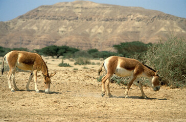 Ane sauvage de Somalie, Equus africanus somaliensis, Afar