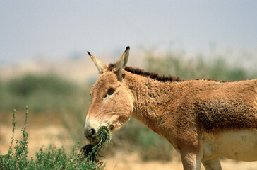 Ane sauvage de Somalie, Equus africanus somaliensis, Afar