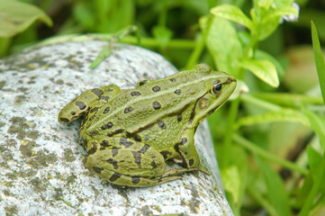 Grenouille verte; rana latastei