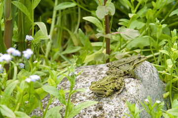 Grenouille verte; rana latastei
