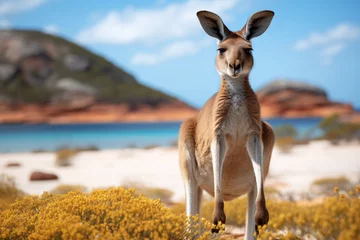 Zelfklevend Fotobehang Cape Le Grand National Park, West-Australië Kangaroo at Lucky Bay in the Cape Le Grand National