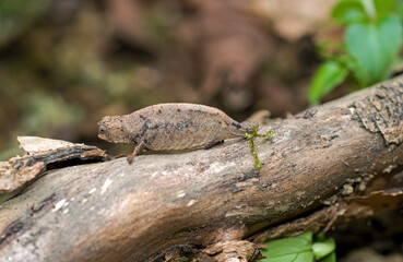 Caméléon nain, Brookesia thieli, Madagascar