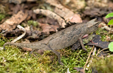 Caméléon nain, Brookesia thieli, Madagascar