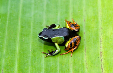 Mantella de Madagascar, Mantella madagascariensis, Madagascar