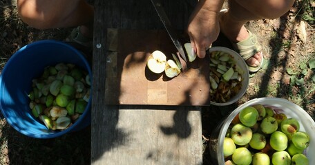 hand processing harvest of organic yellow apples by woman in garden under tree, top view, cutting...