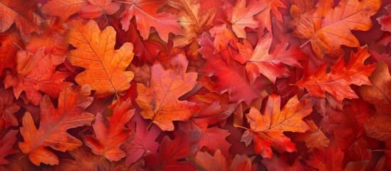 Naklejka na ściany i meble Vibrant Autumn Foliage: A Stunning Array of Red and Orange Leaves