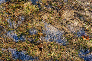 Background of grass with hoarfrost