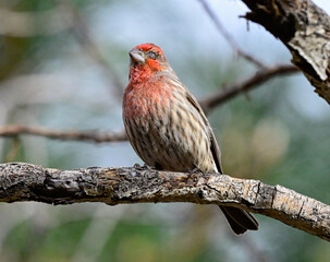A Male House Finch with Avian Conjunctivitis