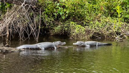 Two alligators facing each other on the edge of the Peace River in Florida USA