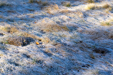 Hoar frost on grass in morning