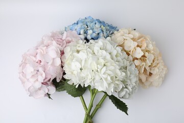 Beautiful pastel hydrangea flowers on white background, top view