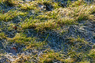 Hoar frost on grass in morning