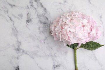Beautiful pink hydrangea flower on white marble background, top view. Space for text