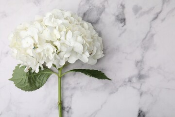 Beautiful hydrangea flower on white marble background, top view. Space for text