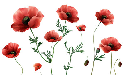 Red Poppy Flowers Isolated on transparent background, png file
