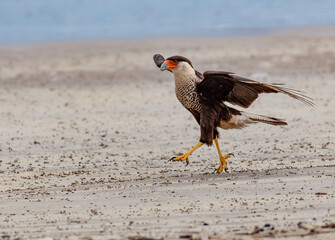 Crested Caracara Taking Flight on the Beach