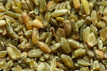 Closeup view of freekeh grains as an abstract food texture. The cereal made from immature, green,...