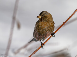 A Brown-capped Rosy-finch on a Shrub Branch After a Fresh Snowfall