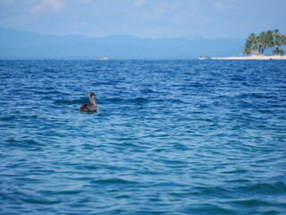 Pelican floating through the caribbean sea with the blue ocean as background in the San Blas archipelago in Panama