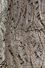 Texture of tree bark, close-up on the structure. Selective focus on tree bark.