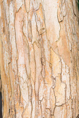 Texture of tree bark, close-up on the structure. Selective focus on tree bark.