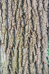 Texture of tree bark, close-up on the structure. Selective focus on tree bark.