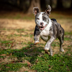 American Staffordshire terrier dog