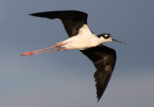 Black-necked Stilt in Flight