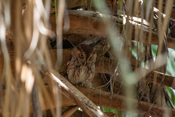 Red Morph Eastern Screech Owl in a Palm Tree in Florida